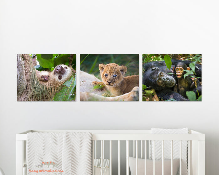 Mom and Baby Chimp Playing Photo