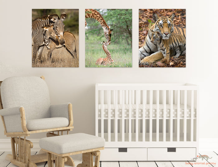 Mom and Baby Zebra Photo