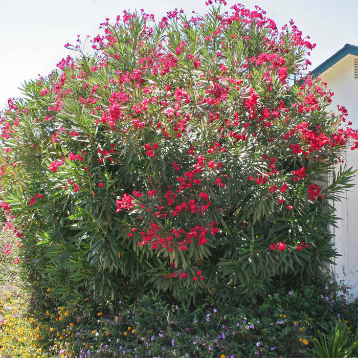 Red Oleander