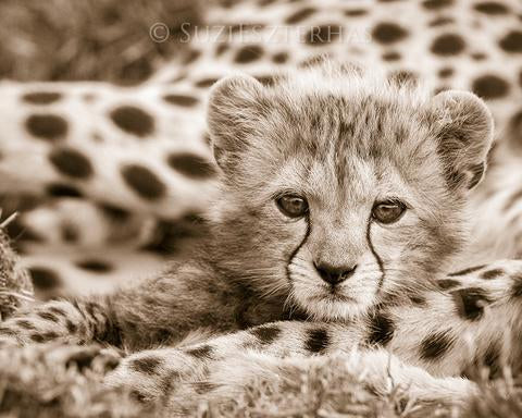 Baby Cheetah Photo