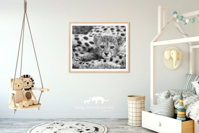 Baby Cheetah Photo