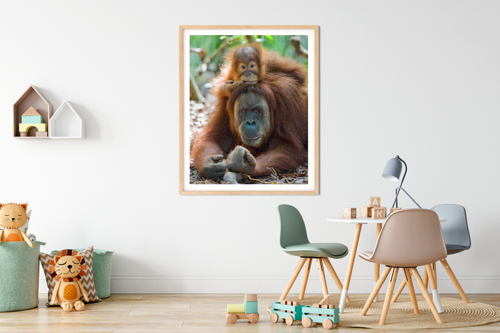 Baby Orangutan on Mom's Head Photo