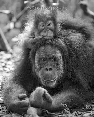 Baby Orangutan on Mom's Head Photo