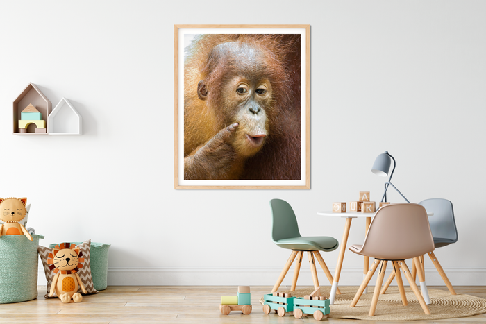 Baby Orangutan Portrait