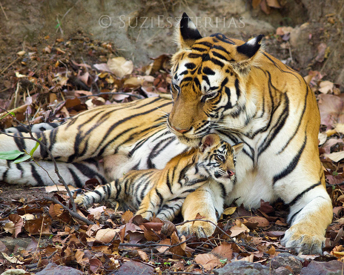 Baby tiger snuggling mom