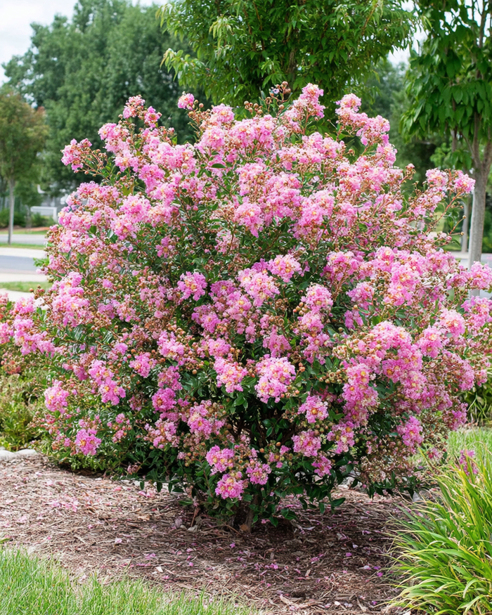 Bellini Guava Crape Myrtle