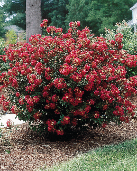 Bellini Strawberry Crape Myrtle