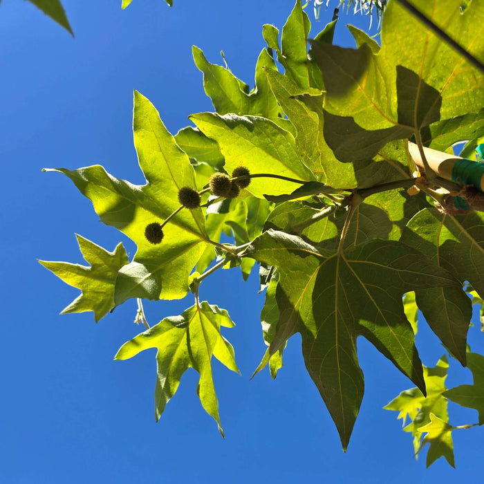 Sycamore Tree Close-Up Large Green Leaves, Platanus racemosa