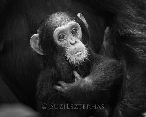 Cuddly Baby Chimpanzee Photo