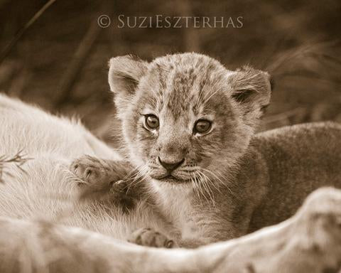 Curious Baby Lion Photo