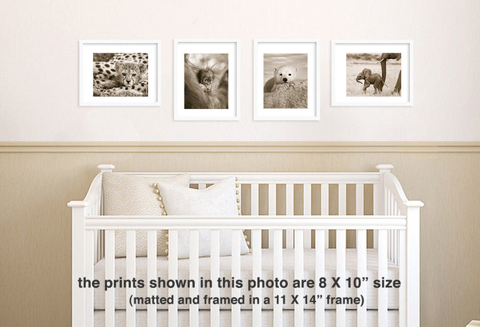 baby animal sepia photos in nursery