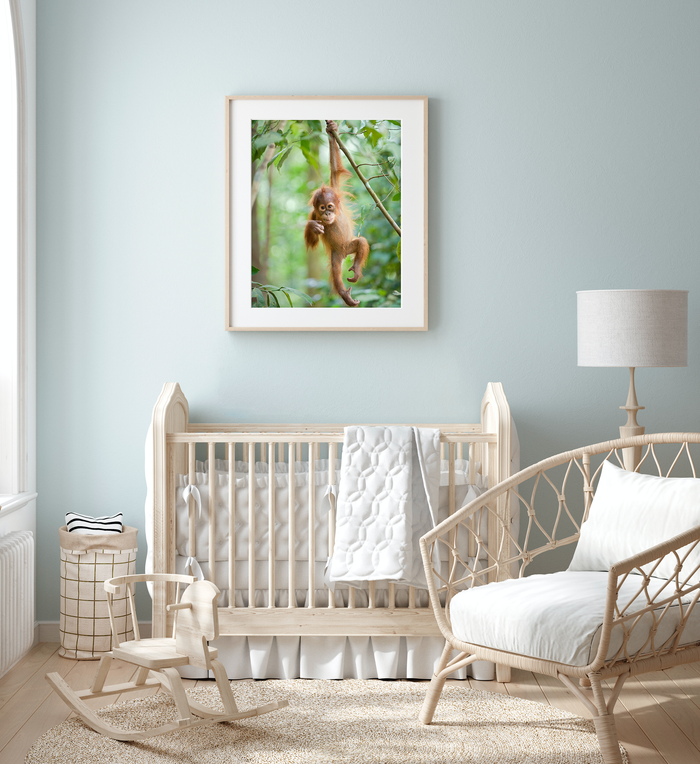 Cute Baby Orangutan Photo