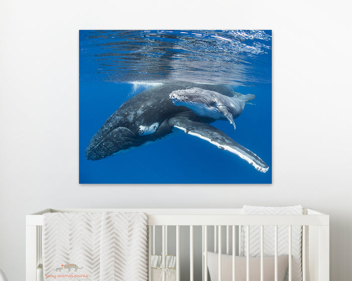Cute Baby Whale and Mom