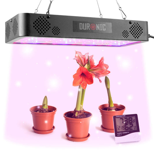 Duronic Hanging Grow Light illuminating three potted Amaryllis flowers with a digital temperature humidity monitor.