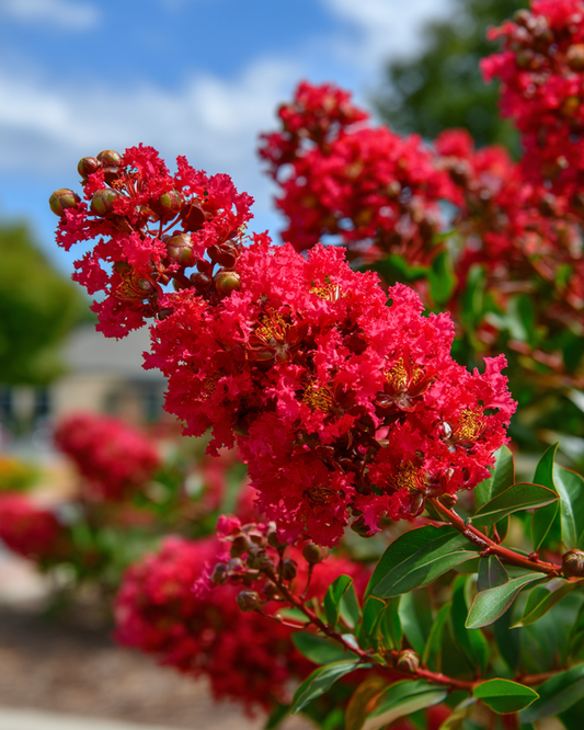 Dynamite Crape Myrtle Tree