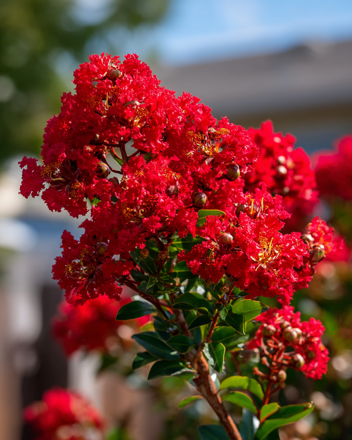 Dynamite Crape Myrtle Tree
