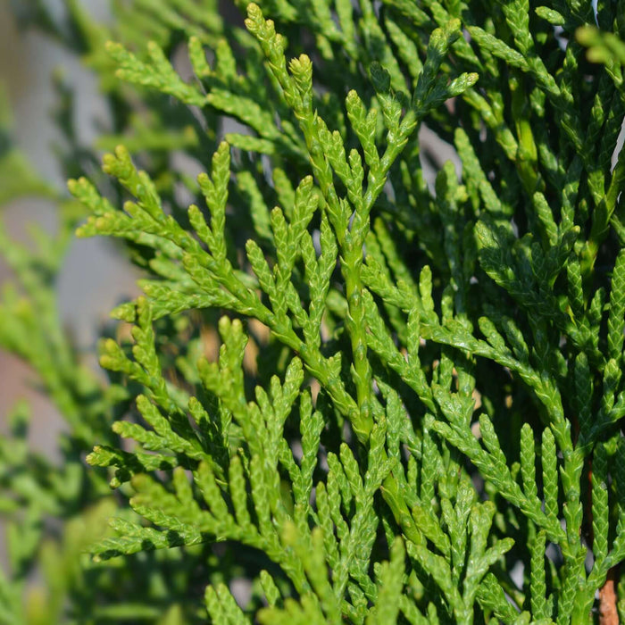 thuja emerald green arborvitae