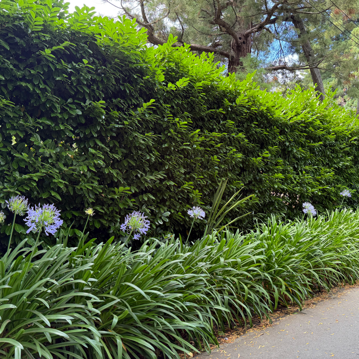 English Laurel