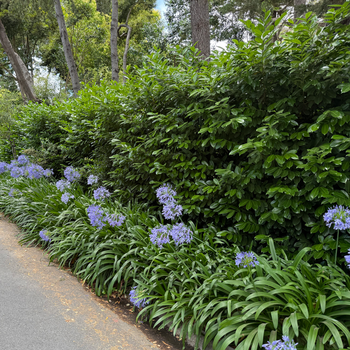 English Laurel