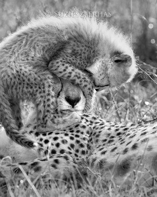cheetah cub jumping on mothers head in black and white