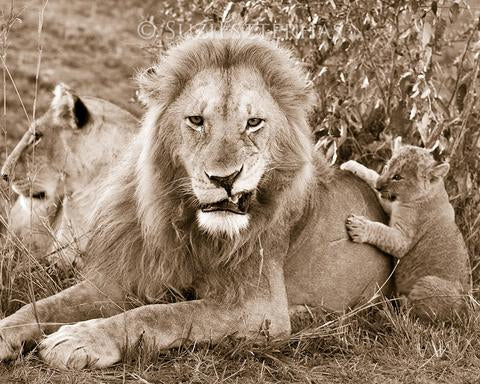 Grumpy Lion Dad Photo