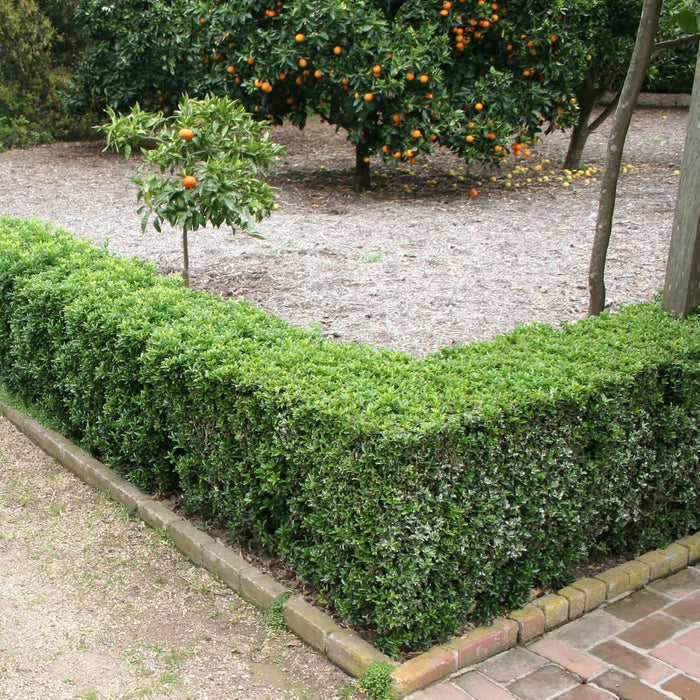 Buxus microphylla japonica