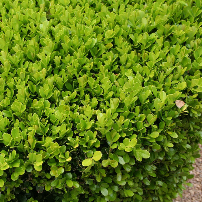 Japanese Boxwood