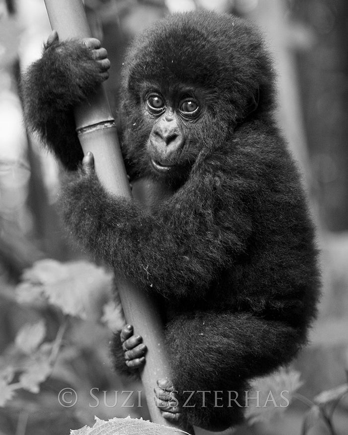gorilla baby black white
