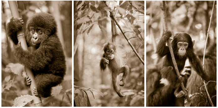 Jungle Baby Animals Print Set Sepia