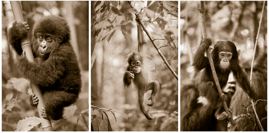 Jungle Baby Animals Print Set Sepia