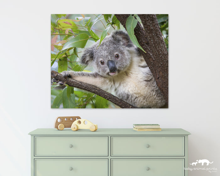 Koala Peek-a-boo Photo