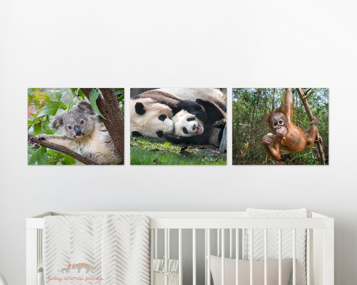 Koala Peek-a-boo Photo