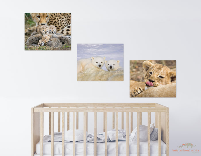 Lion Baby Kiss Photo