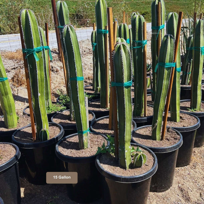 Mexican Fence Post Cactus 15 Gallon Container Size