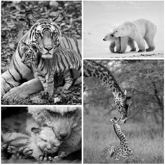 Mom and Baby Animal Print Set in Black and White