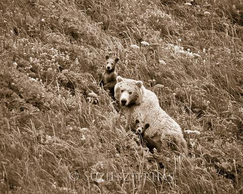 Mom and Baby Bears in Flowers Photo