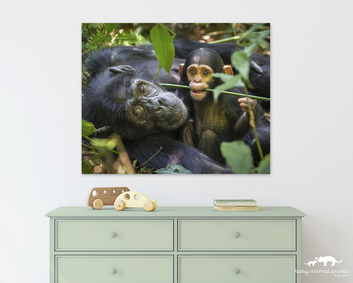 Mom and Baby Chimp Playing Photo