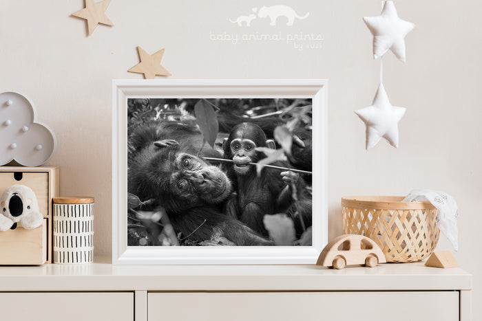 Mom and Baby Chimp Playing Photo