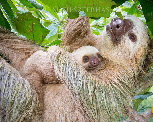 Mom and baby sloth snuggling