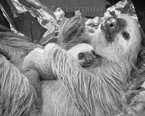 Mom and Baby Sloth Snuggling Photo