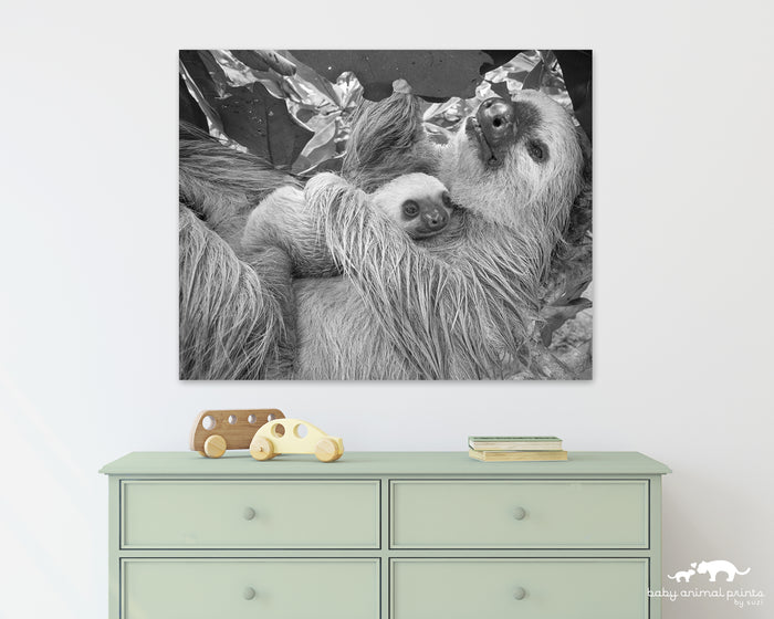 Mom and Baby Sloth Snuggling Photo