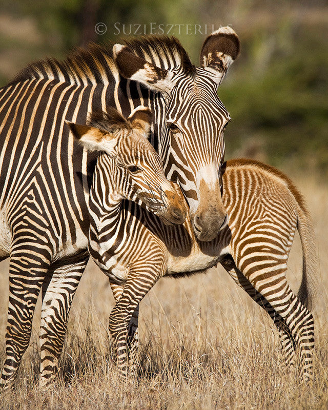 Mom and baby zebra
