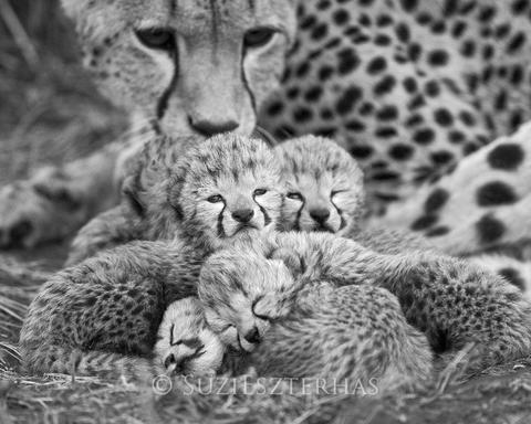 Mom and Newborn Cheetahs Photo