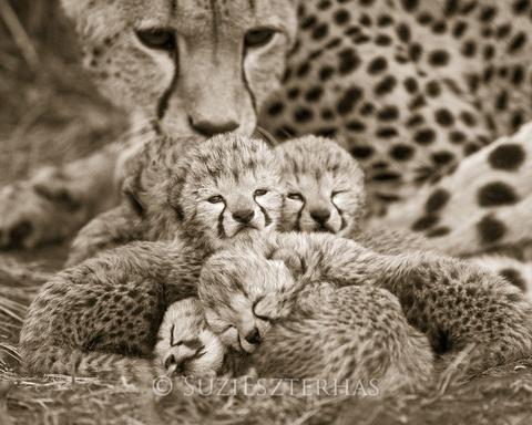 Mom and Newborn Cheetahs Photo