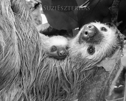 Mom and Sleepy Baby Sloth Photo
