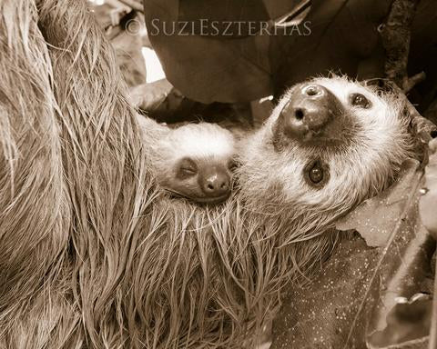 Mom and Sleepy Baby Sloth Photo