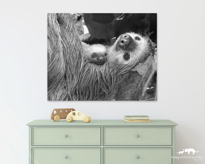 Mom and Sleepy Baby Sloth Photo