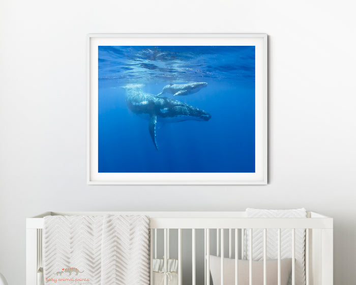 Mother and Baby Whale Photo