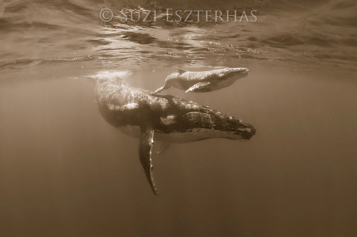 Mother and Baby Whale Photo