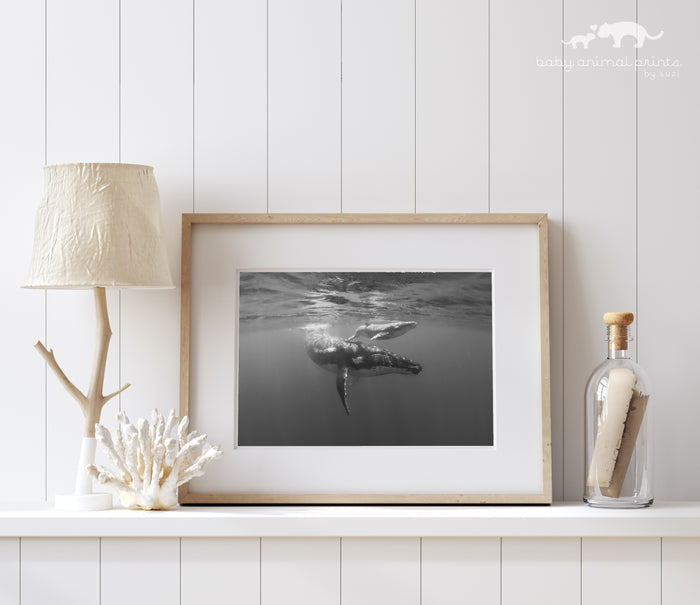 Mother and Baby Whale Photo